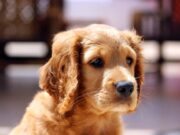 Adoptable Black Cats… Because Black Cats Matter!