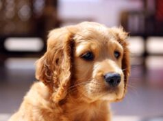 Backyard Birds and Bird Feeders