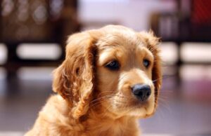 Hip Dysplasia and Dogs