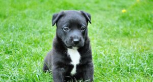 Kind-hearted Cat Nurses Sick Animals Better