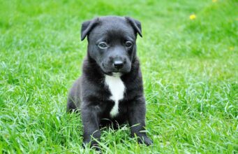 If You Eat Meat You Need To Know These 5 Facts