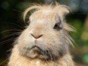 Male Sloths Are Not Lazy, Study Confirms