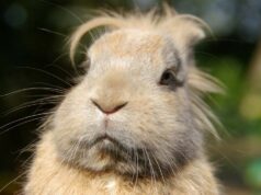 Male Sloths Are Not Lazy, Study Confirms