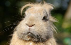 10 Reasons To Love Farm Animals Like Crazy