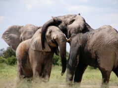 A New Look At Chickens