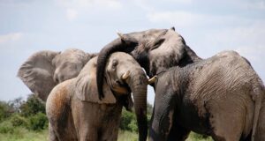 5 Things You Need to Know before You Get A Dog