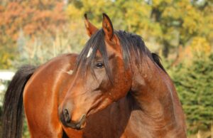 Protect Horses from Cruel Entertainment on World Animal Day