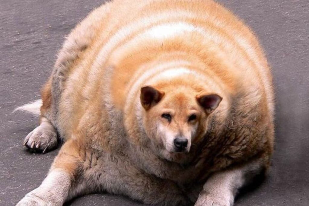 cac-benh-thuong-gap-o-cho-dau-hieu-va-cach-phong-tranh