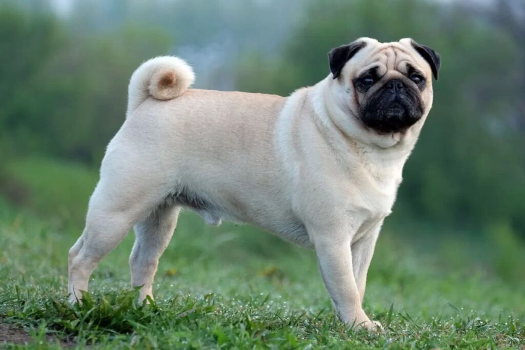 cac-giong-cho-ngoai-pho-bien-viet-nam