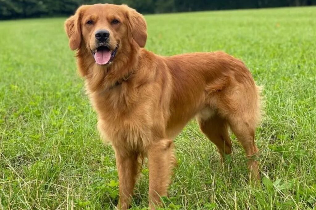 cac-giong-cho-ngoai-pho-bien-viet-nam