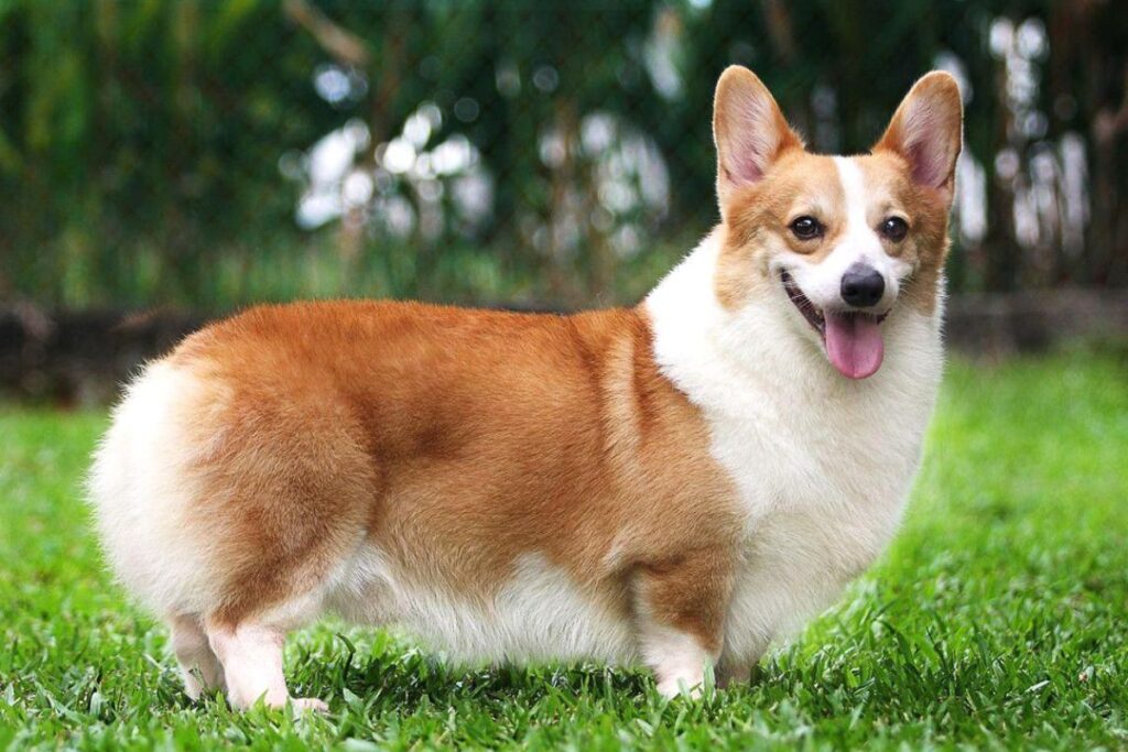 cac-giong-cho-ngoai-pho-bien-viet-nam