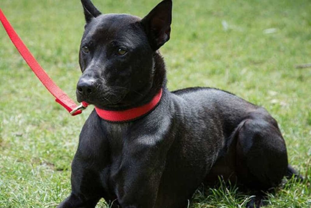 cac-giong-cho-noi-dia-pho-bien-viet-nam