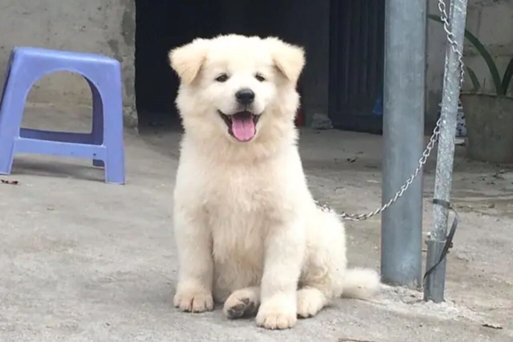 cac-giong-cho-noi-dia-pho-bien-viet-nam