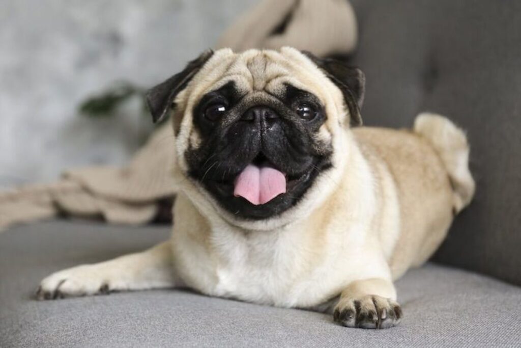 cac-giong-cho-pho-bien-o-viet-nam