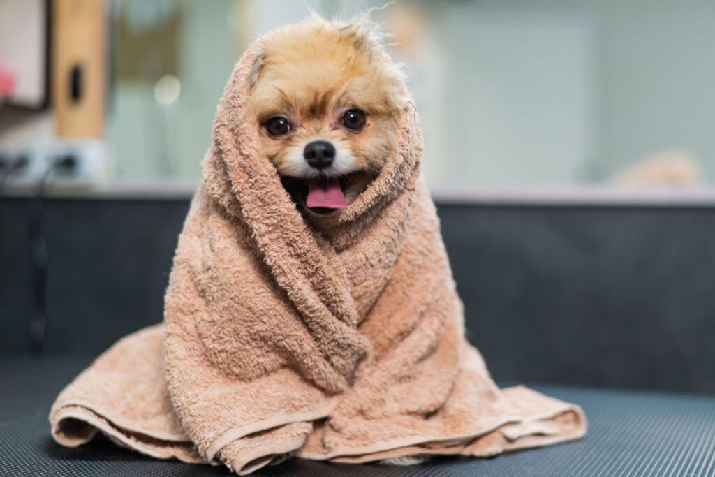 cach-tam-cho-cho-tai-nha-giup-thom-lau