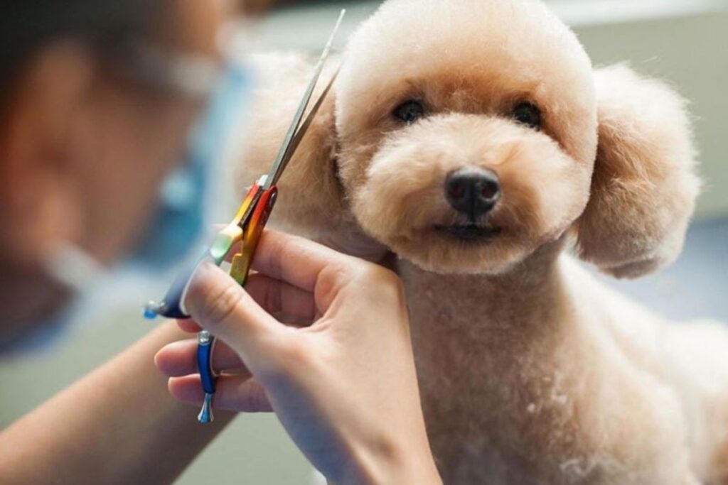 cach-tam-cho-cho-tai-nha-giup-thom-lau