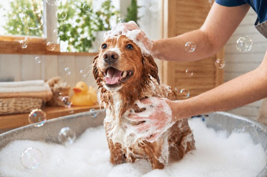 cach-tam-cho-cho-tai-nha-giup-thom-lau