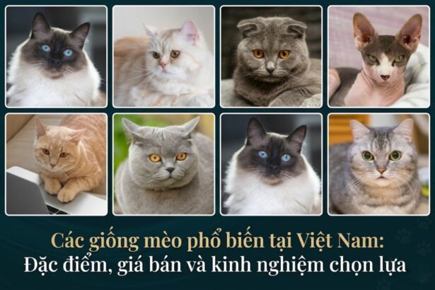 cac-giong-meo-pho-bien