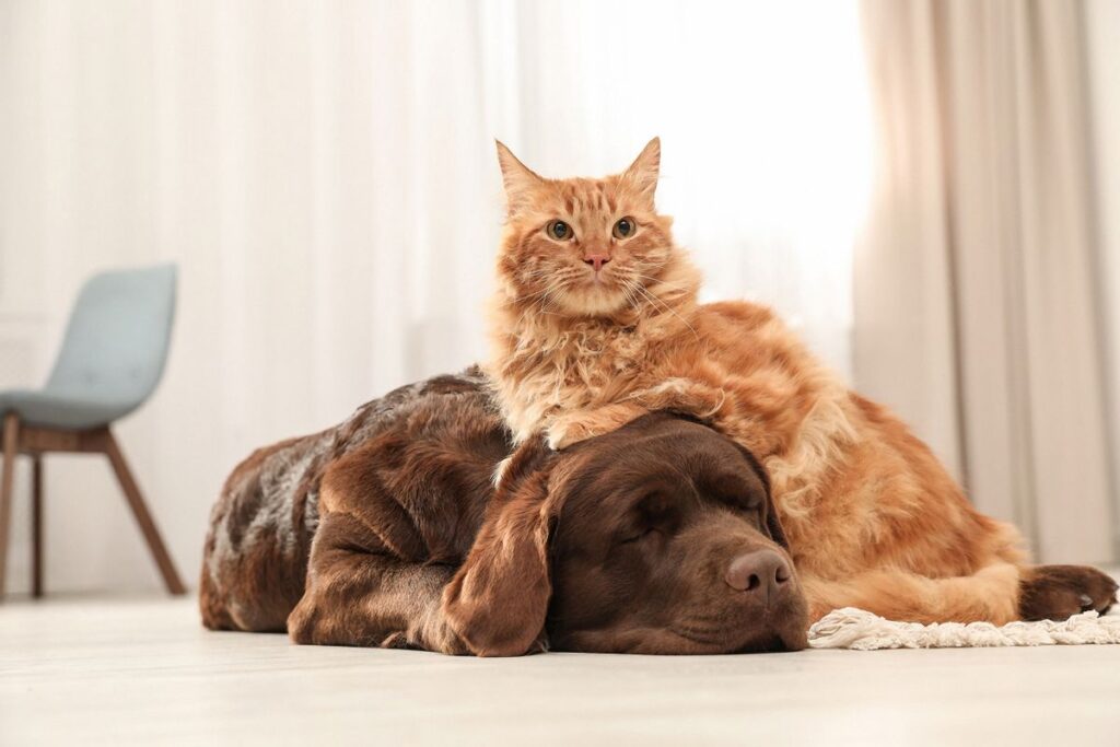 royal-canin-hay-smartheart-tot-hon